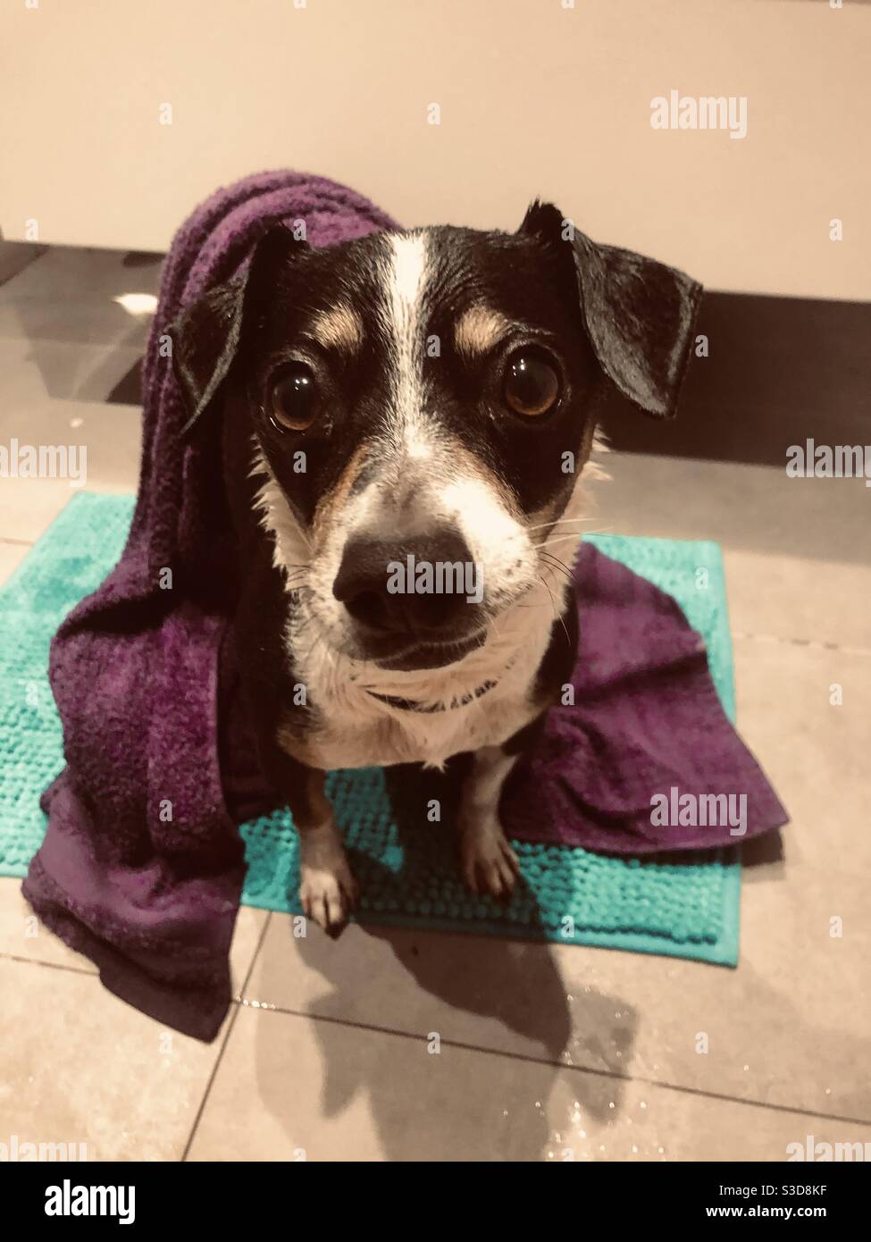 Cane bagnato che ti guarda - Immagine stock catturata con smartphone