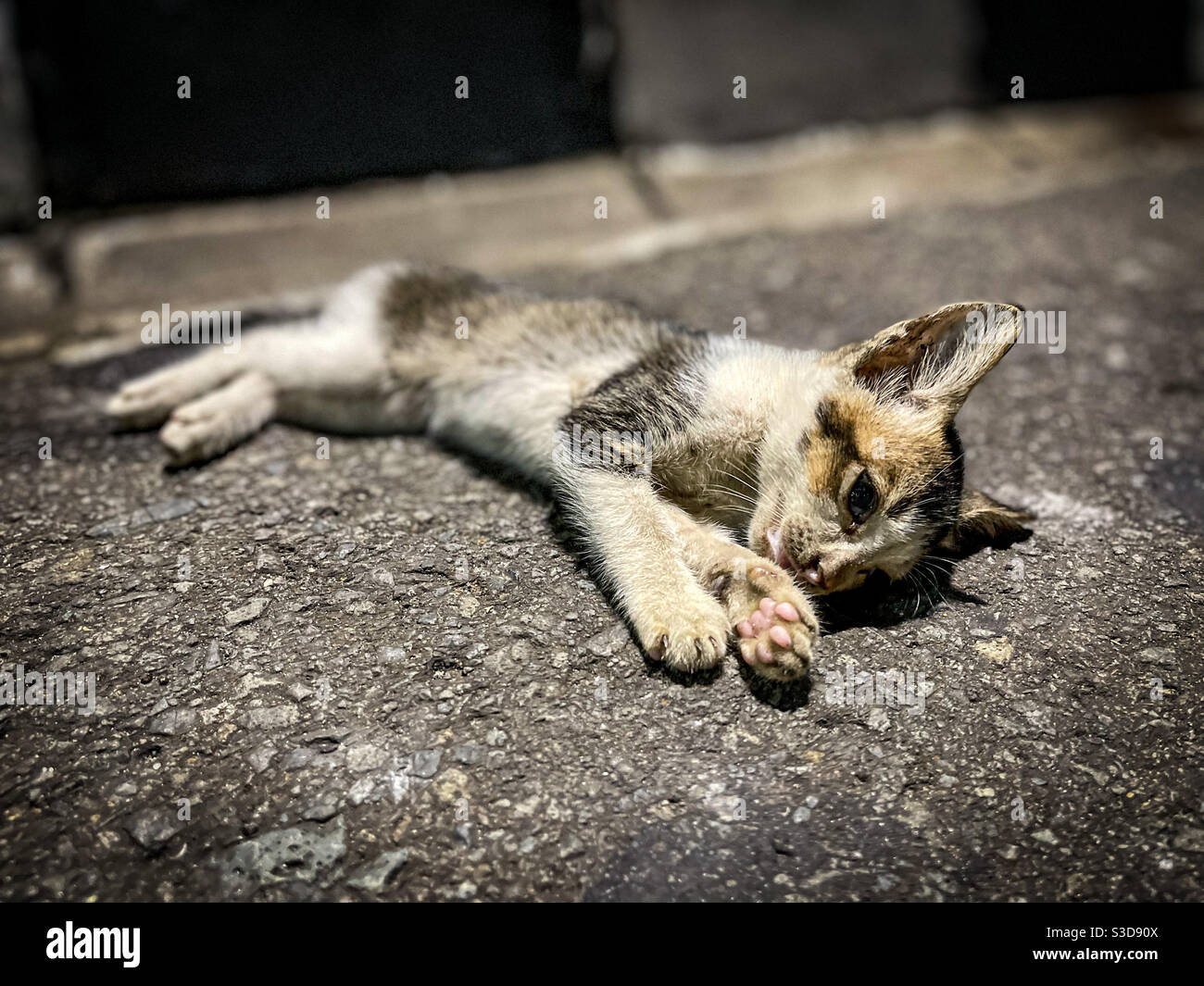 Giacarta può essere un posto difficile per sopravvivere. Come questo povero gattino scoperto, passando via sul lato della strada. Foto Stock
