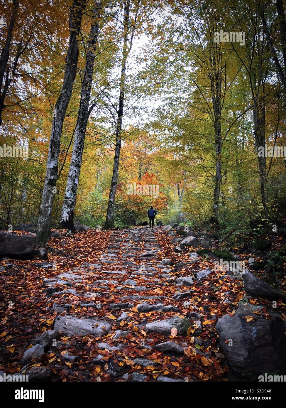 Escursionista che cammina in una foresta di alberi alti durante l'autunno - Immagine stock catturata con smartphone