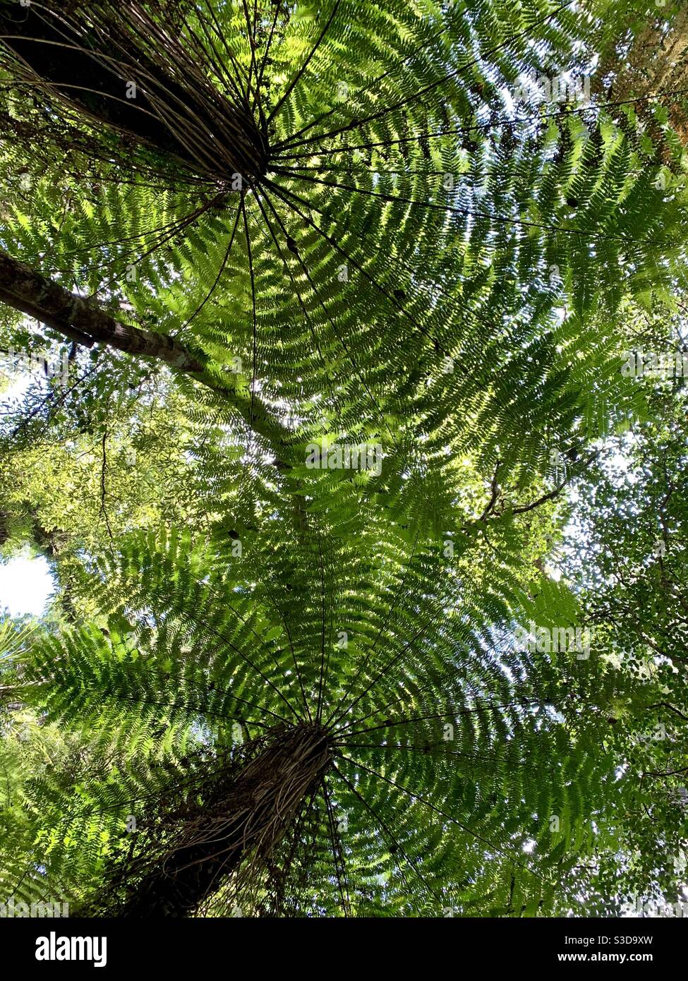 Fern Trees, Parco di conservazione Whirinaki te Pua-a-Tane Foto Stock