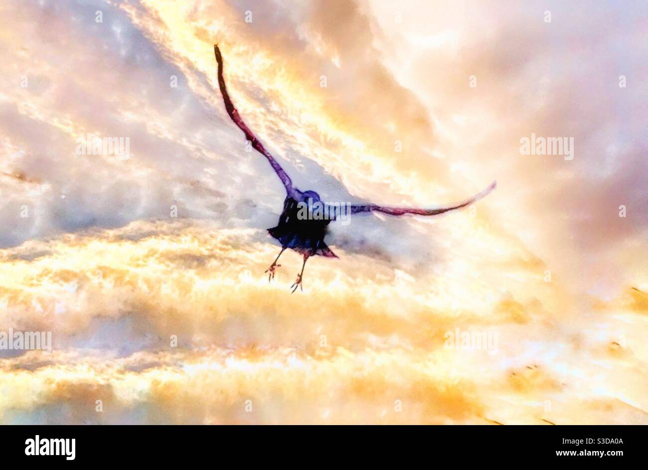 Un corvo in volo. - Immagine stock catturata con smartphone