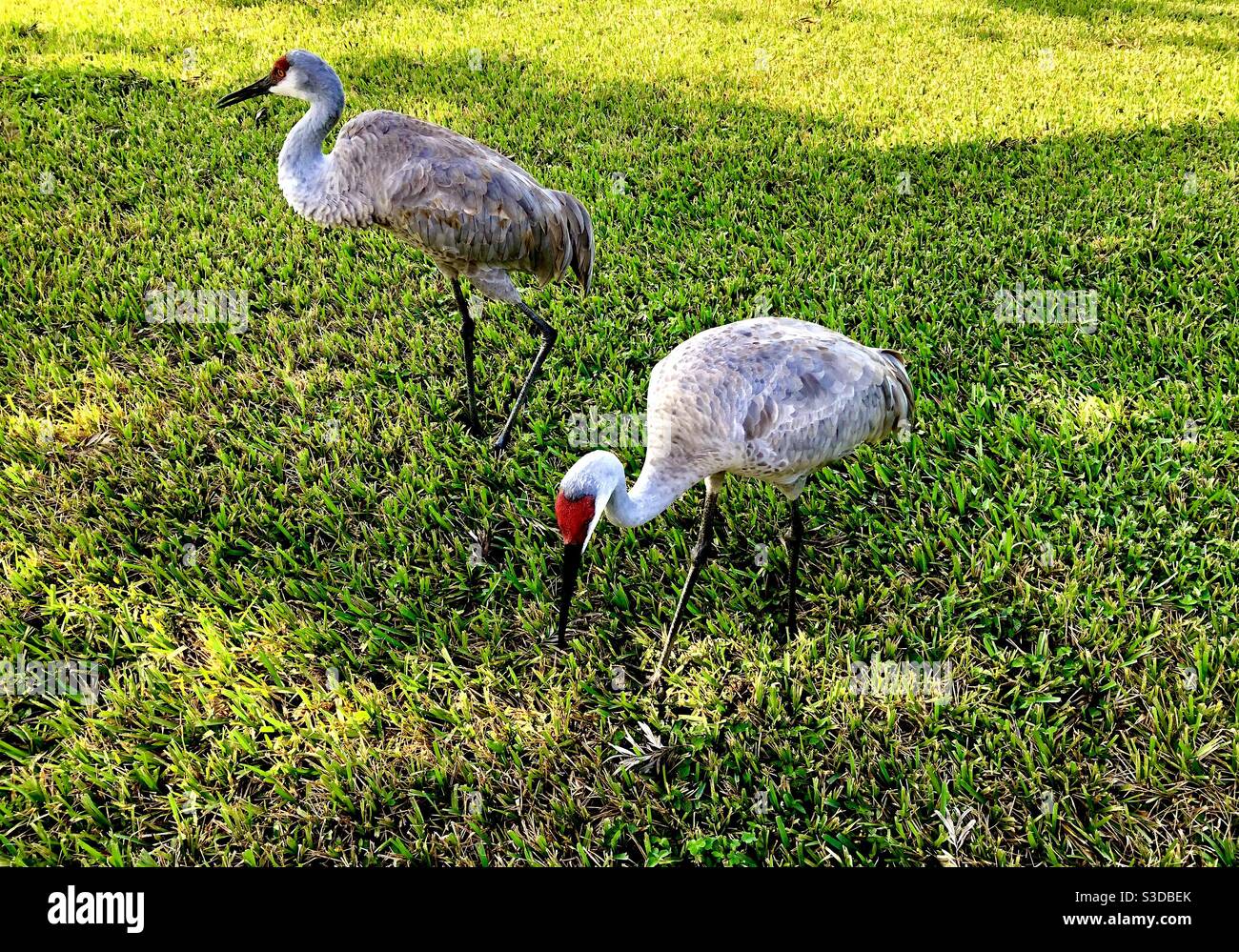 Un paio di gru Sandhill in un cortile, Florida. - Immagine stock catturata con smartphone