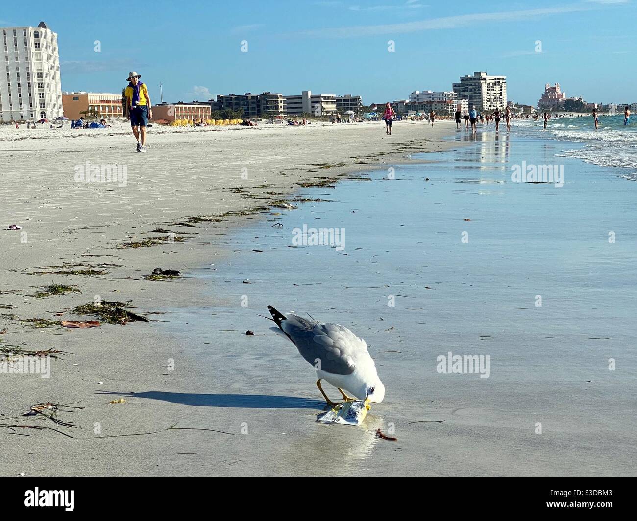 Un gabbiano che mangia da un sacchetto di patata chip sulla spiaggia di St. Pete, Florida. Foto Stock