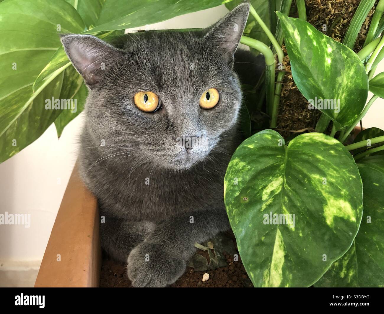 Gatto blu russo tra la flora verde Foto Stock