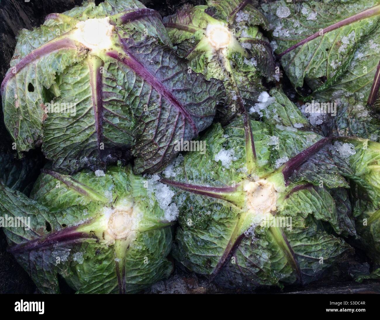 I cavoli sabaudi invernali appena raccolti hanno cristalli di ghiaccio su di loro Foto Stock