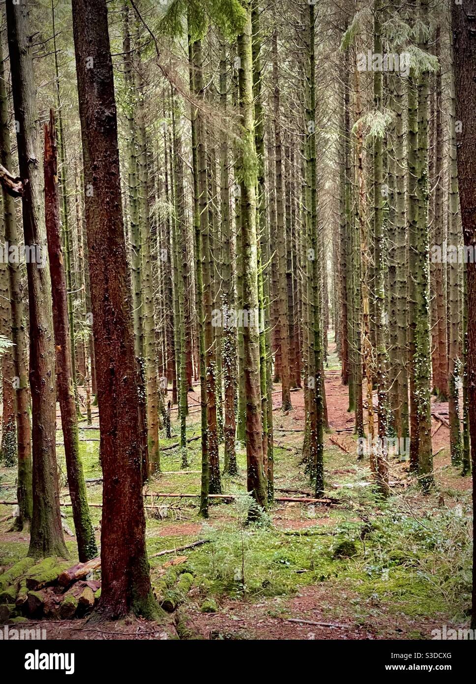 Una foresta di alberi di pino - Immagine stock catturata con smartphone
