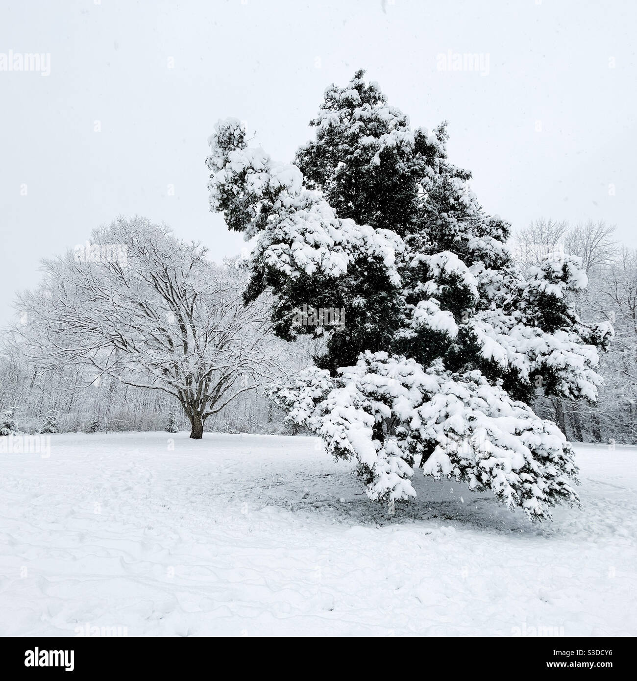 Enorme cipresso coperto di neve nel parco Foto Stock
