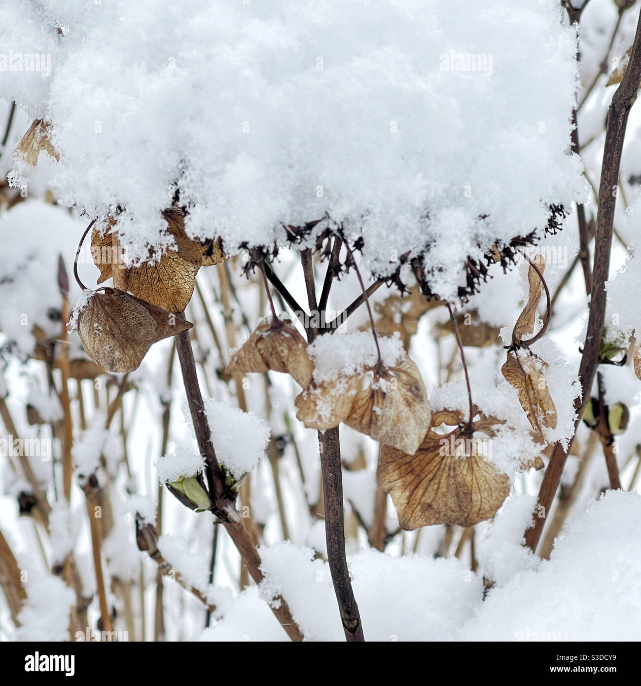 Idrangee secche sotto la neve Foto Stock