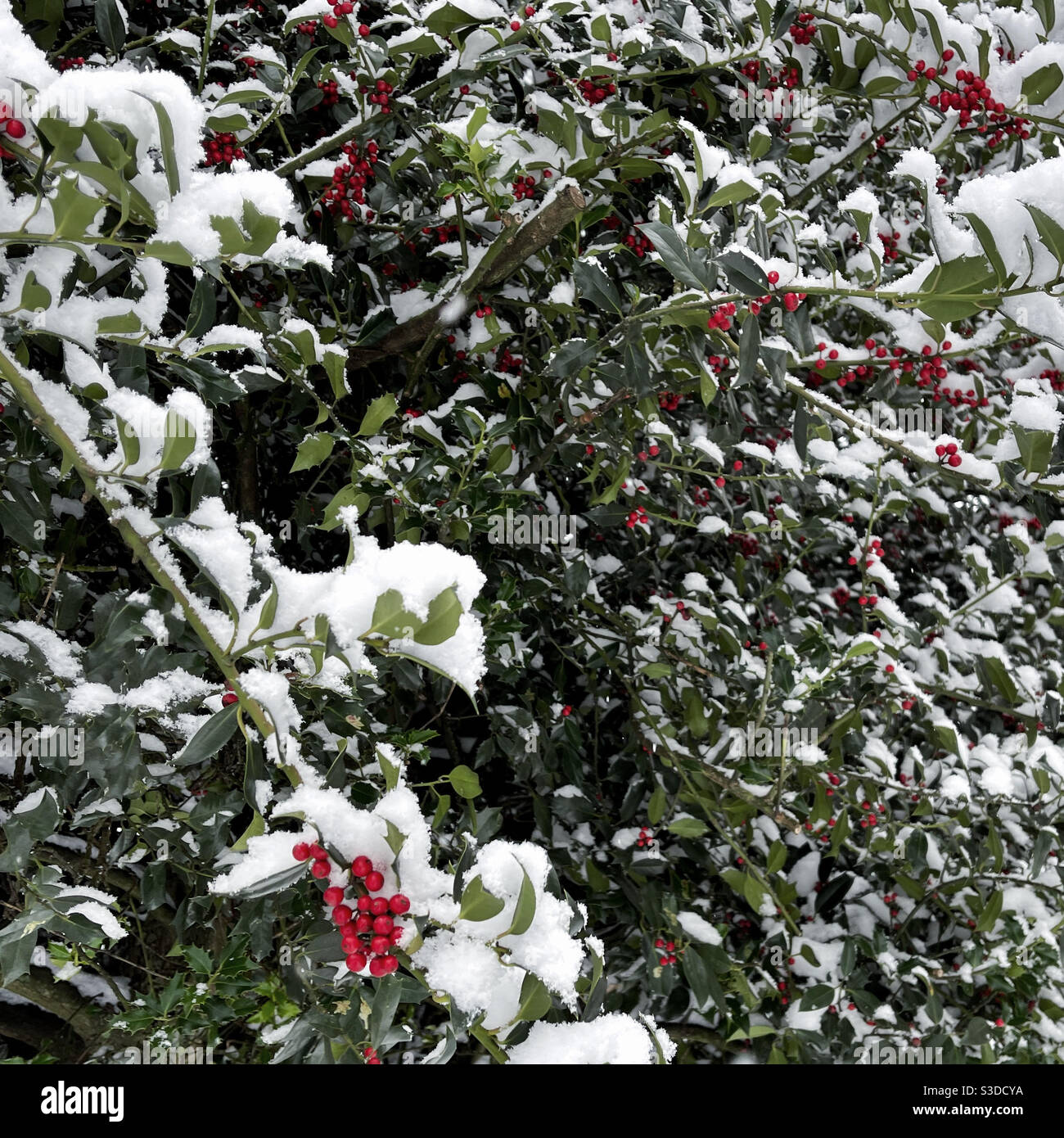 Agrifoglio con bacche rosse sotto la neve Foto Stock