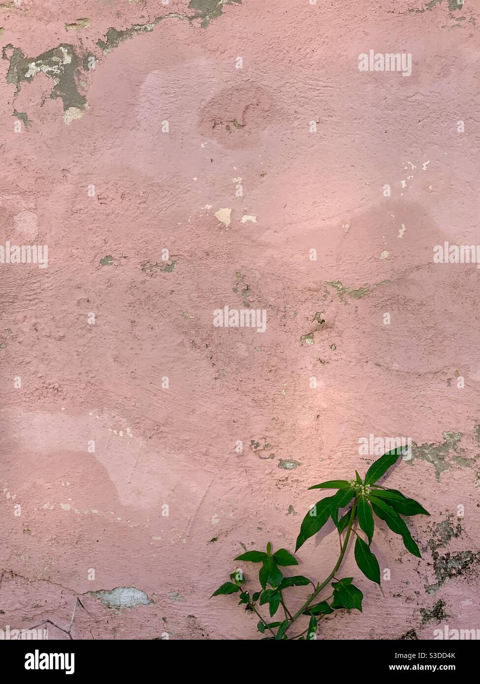 Pianta - Immagine stock catturata con smartphone