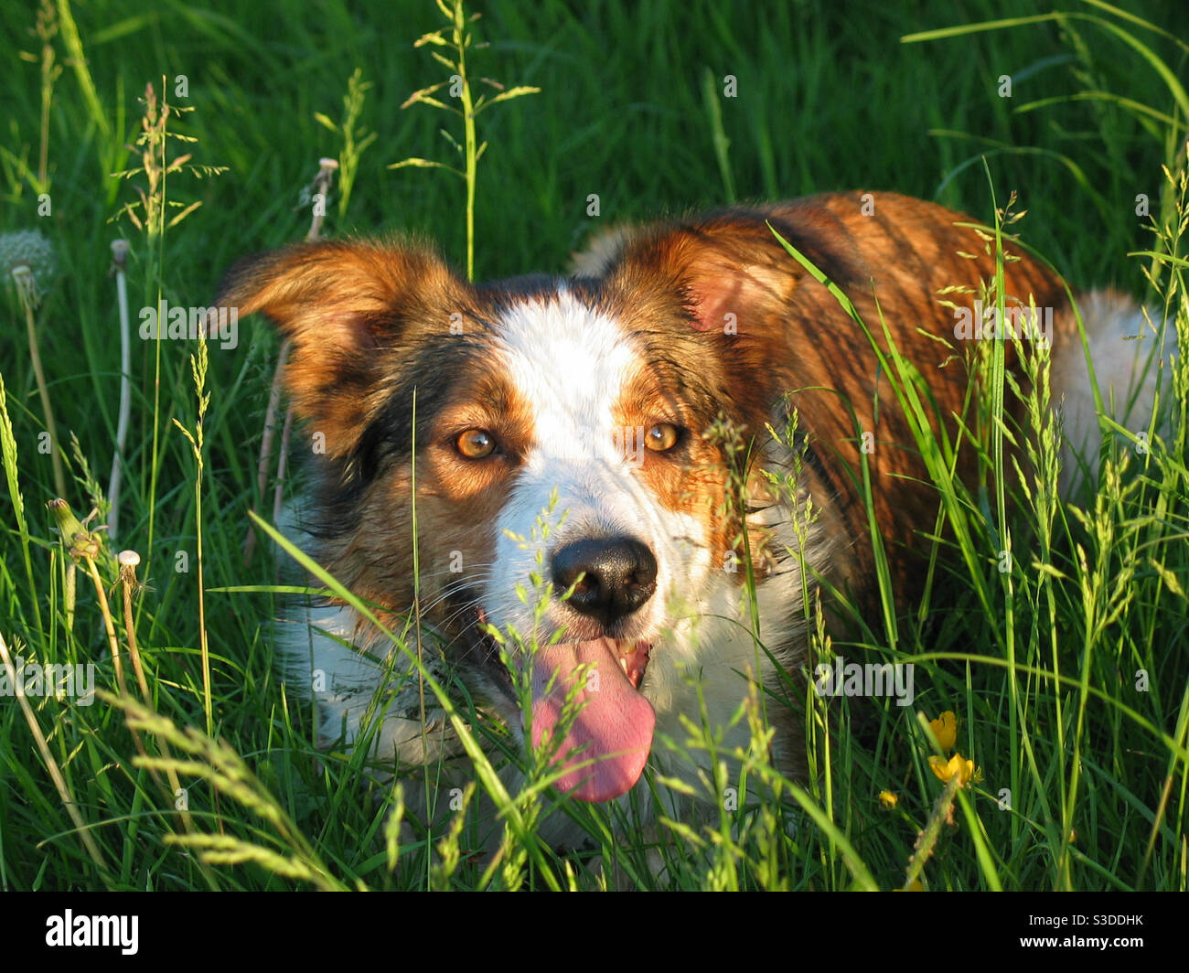 Tre colori bordo Collie posato in erba - Immagine stock catturata con smartphone