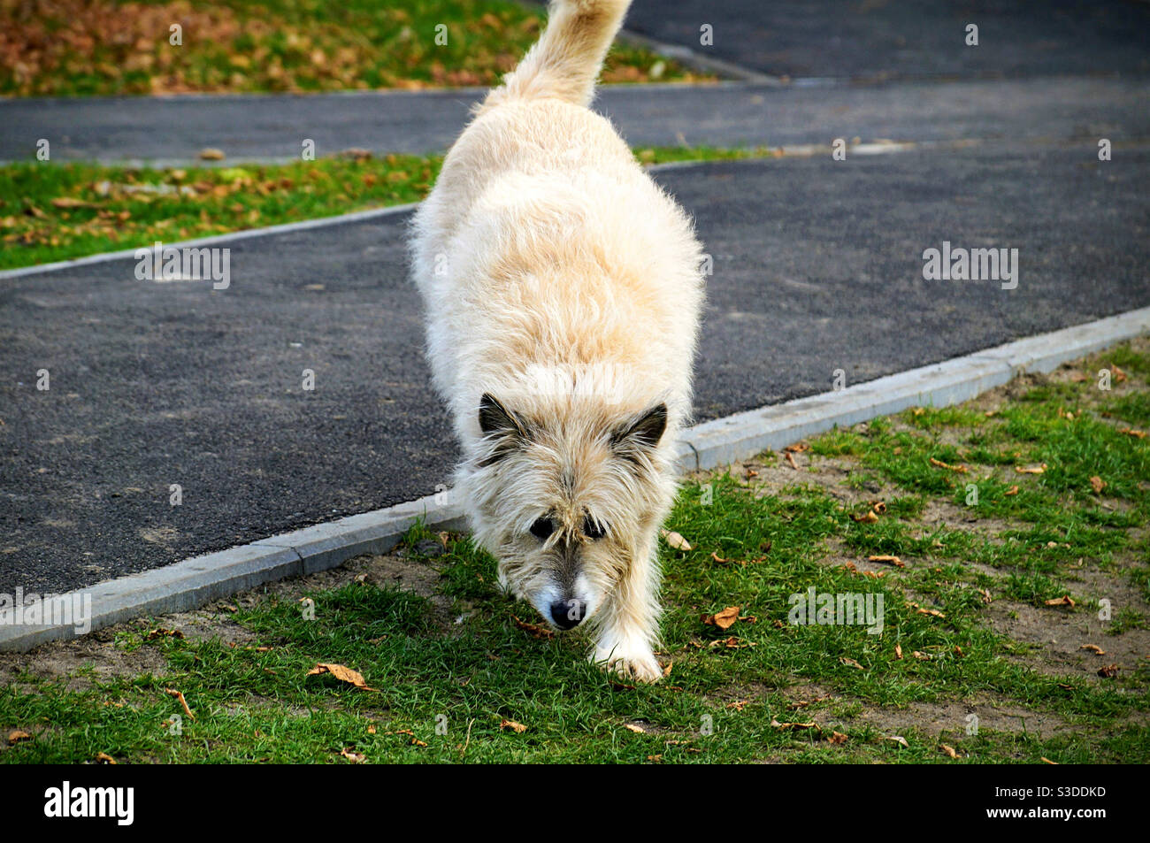 Grande cane shaggy ​​running verso Foto Stock