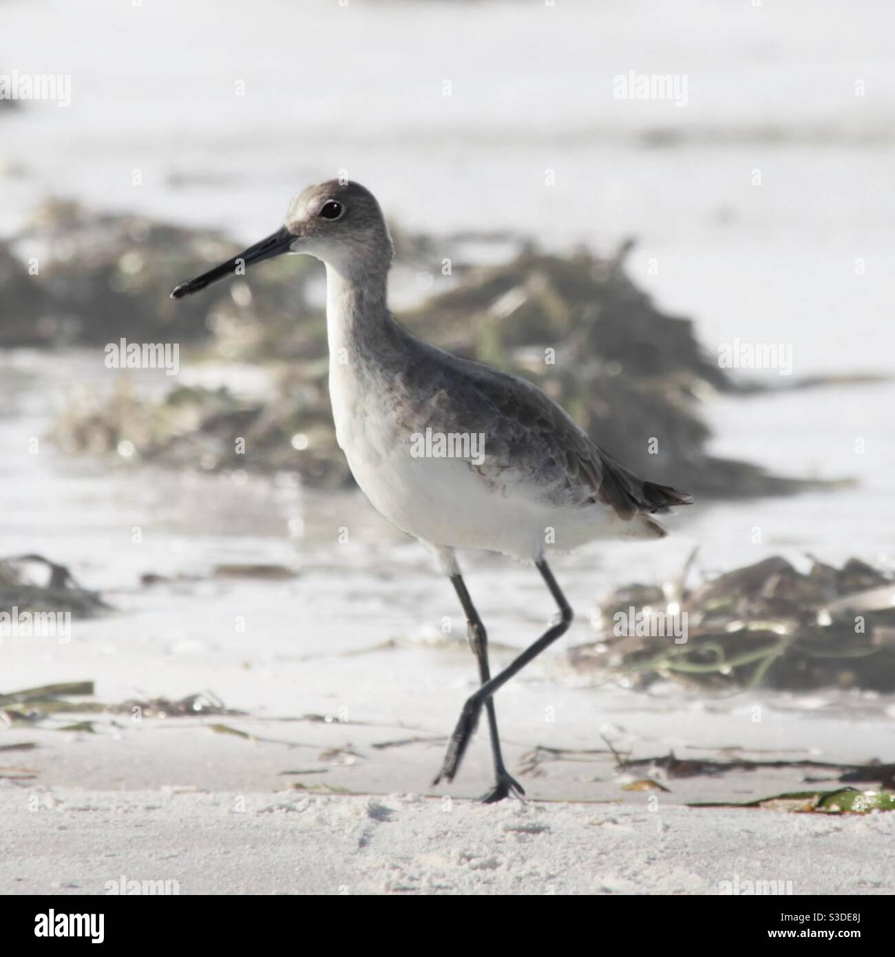 Un uccello Willett che cammina nel surf del mare Foto Stock