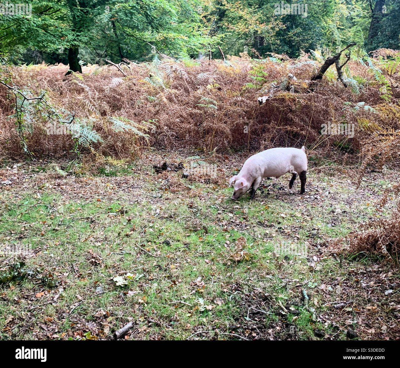 New Forest Pig Foto Stock