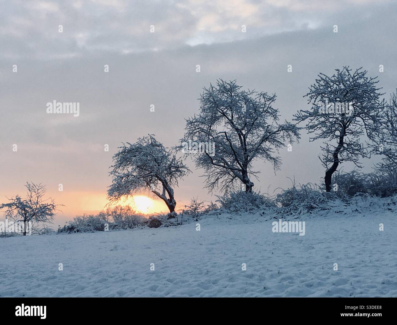 Alberi - Immagine stock catturata con smartphone