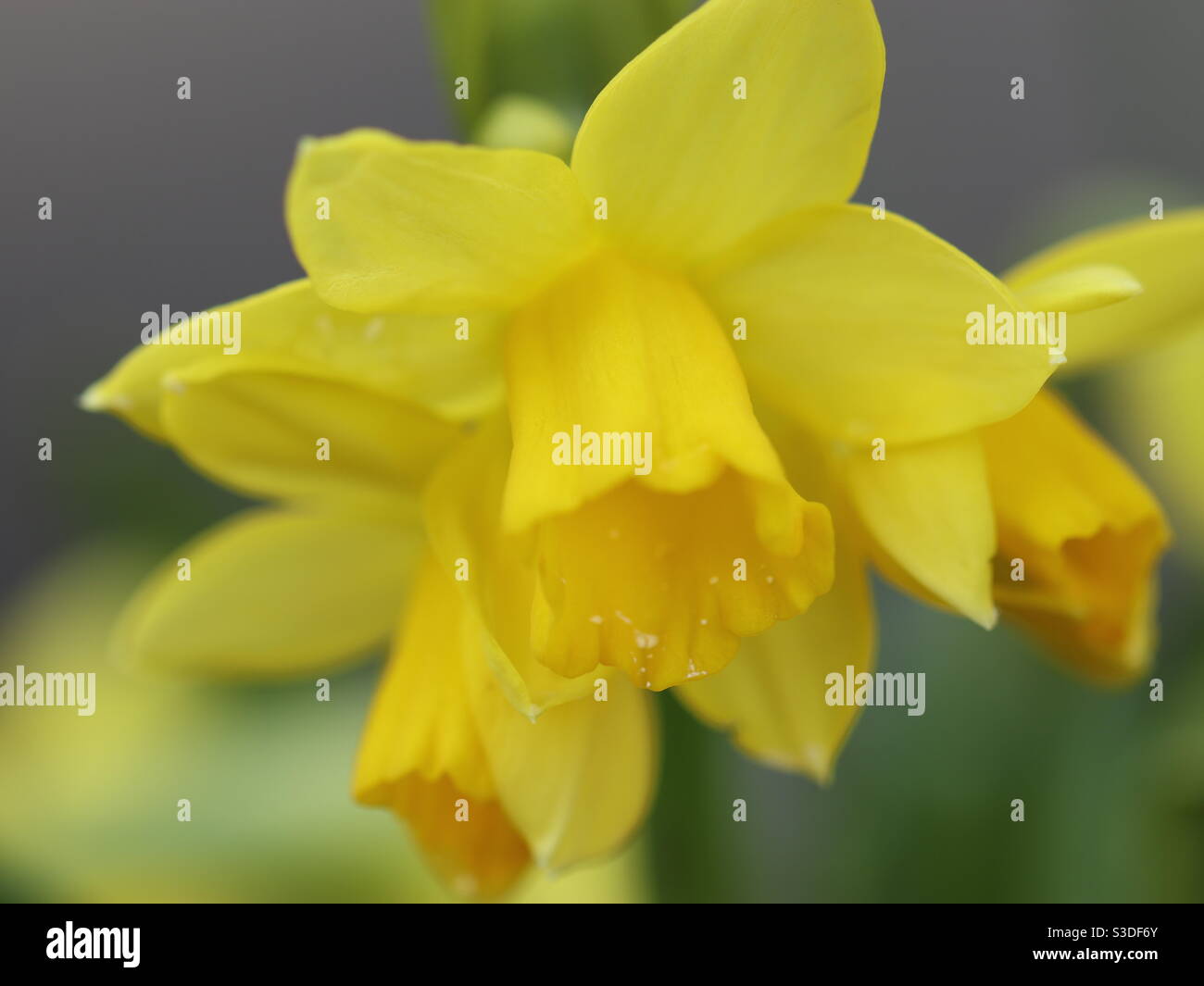 Tête-à-tête giallo primi Daffodils - Immagine stock catturata con smartphone