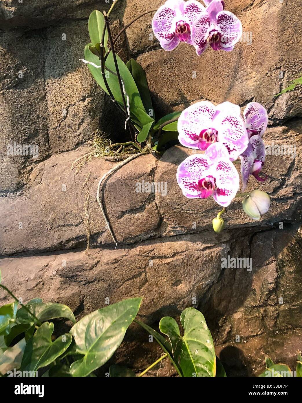 Fiore su parete di roccia Foto Stock