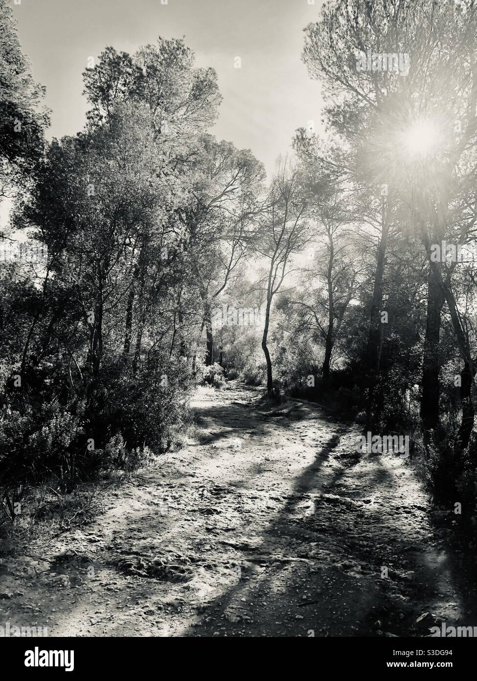 Passeggia tra i boschi in un pomeriggio soleggiato - Immagine stock catturata con smartphone