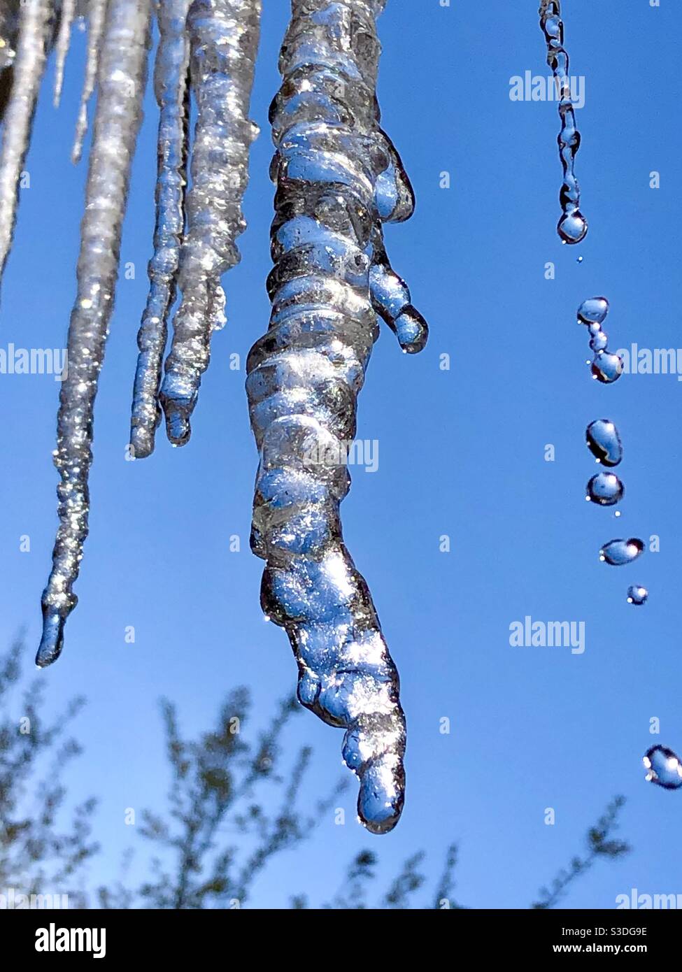 Gocciolamento di icicles. Cielo blu e alberi sullo sfondo. Foto Stock