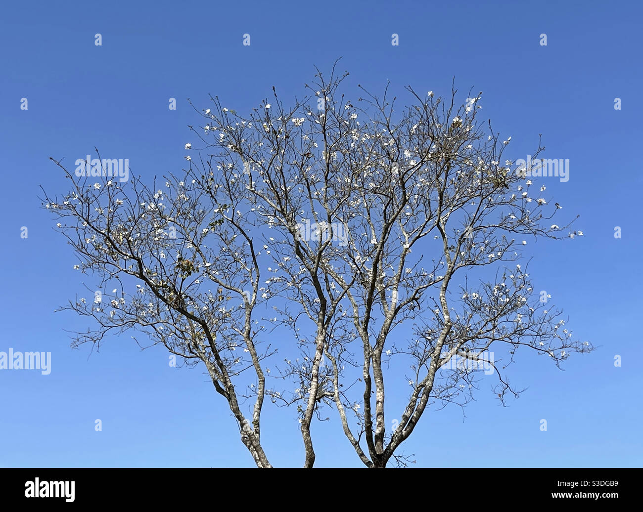 Tavola bianca di fiore - Immagine stock catturata con smartphone