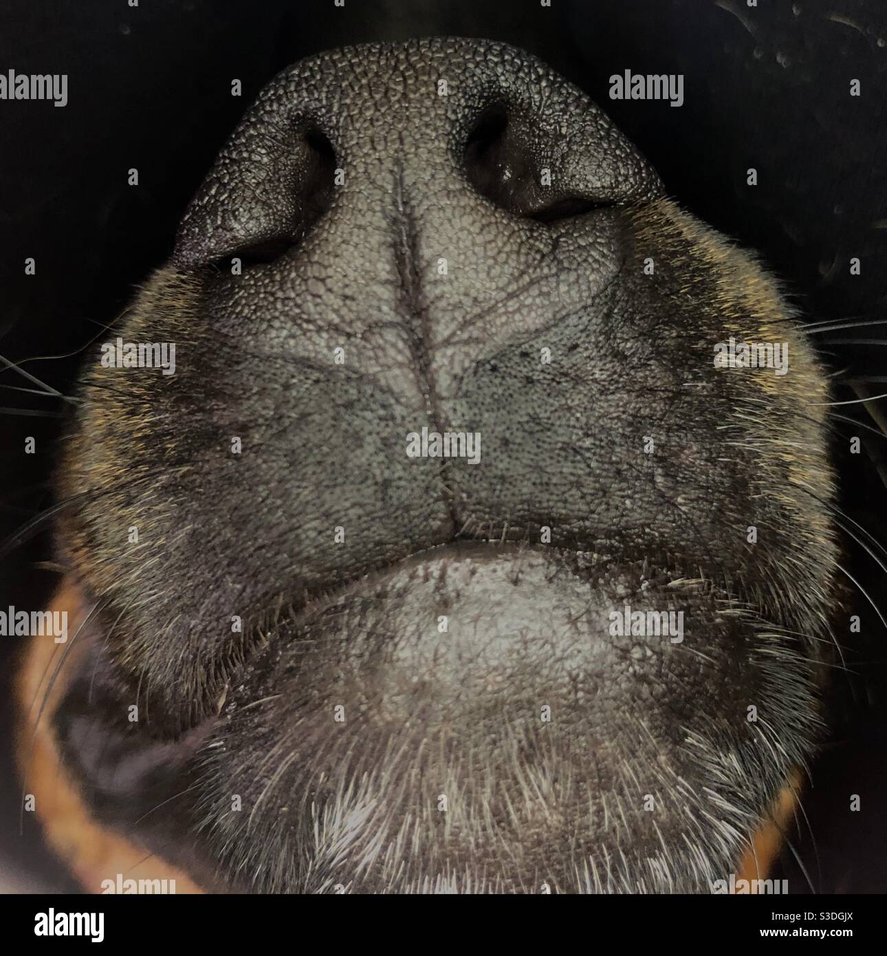 Closeup di un cane naso e bocca - Immagine stock catturata con smartphone
