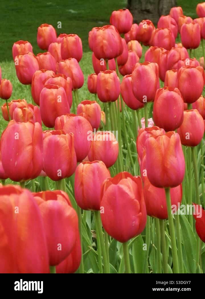 Tulipani in Olanda, Michigan Stati Uniti Foto Stock