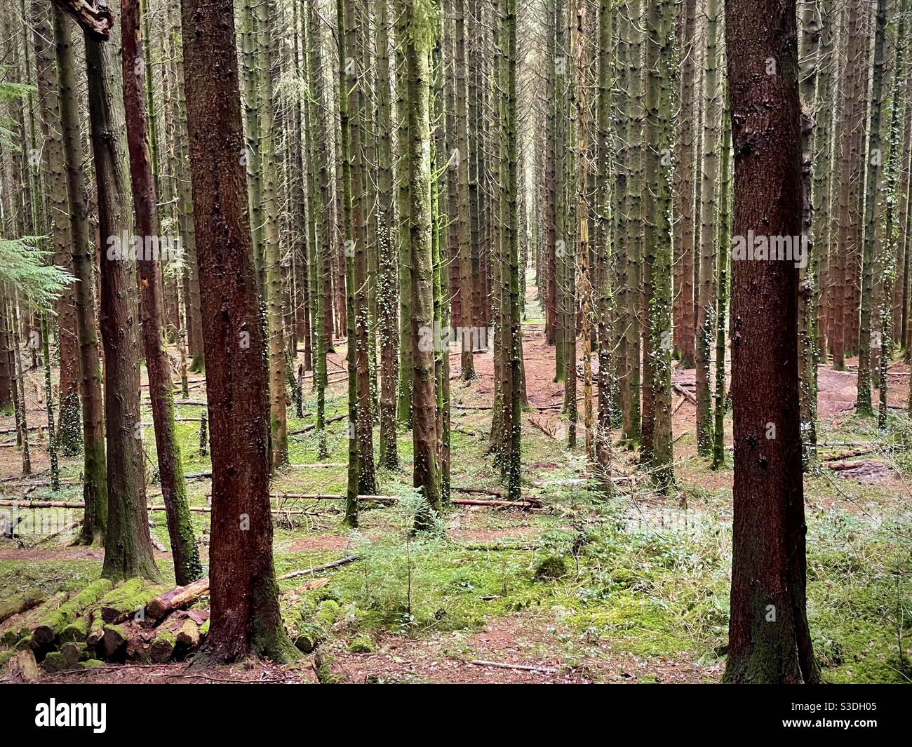 Una foresta di pini nel mese di febbraio - Immagine stock catturata con smartphone