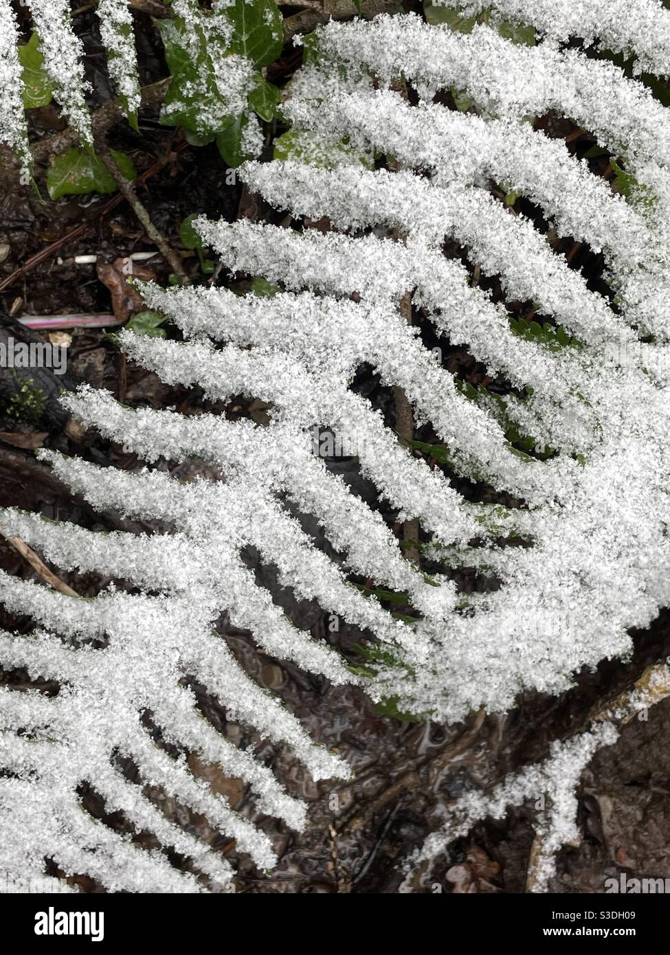 Felce ricoperte di neve anteriore - Immagine stock catturata con smartphone