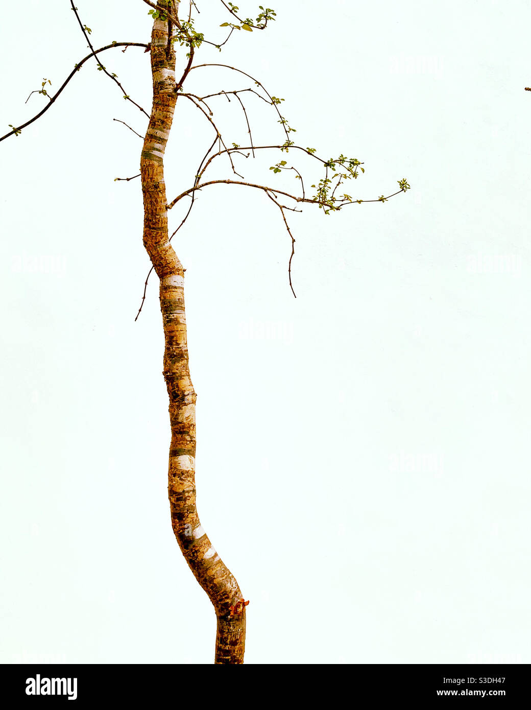 Albero fragile - Immagine stock catturata con smartphone