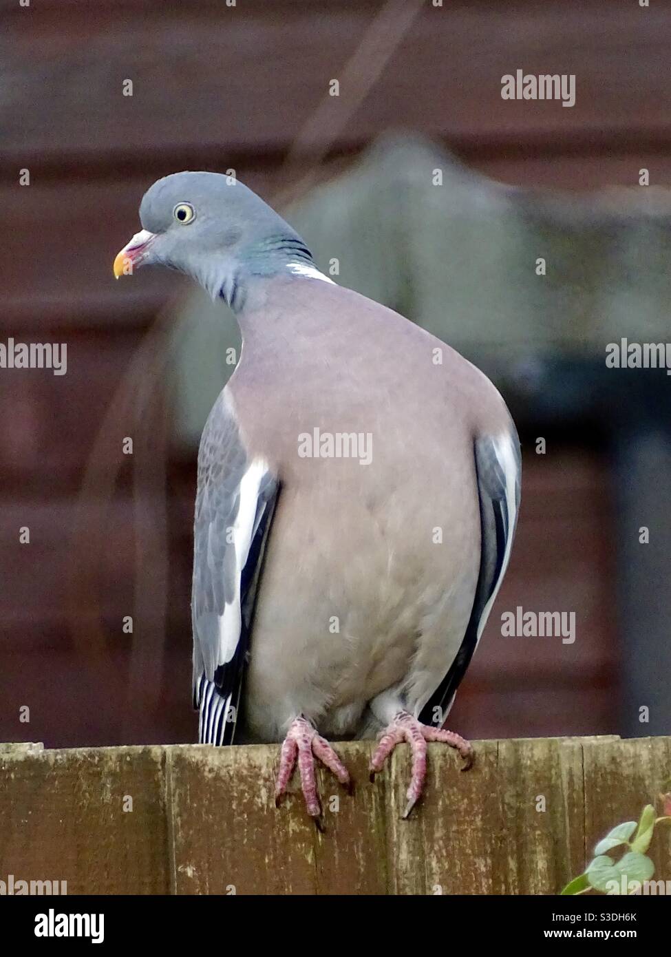 Pigeon uccello appollaiato su una recinzione Foto Stock