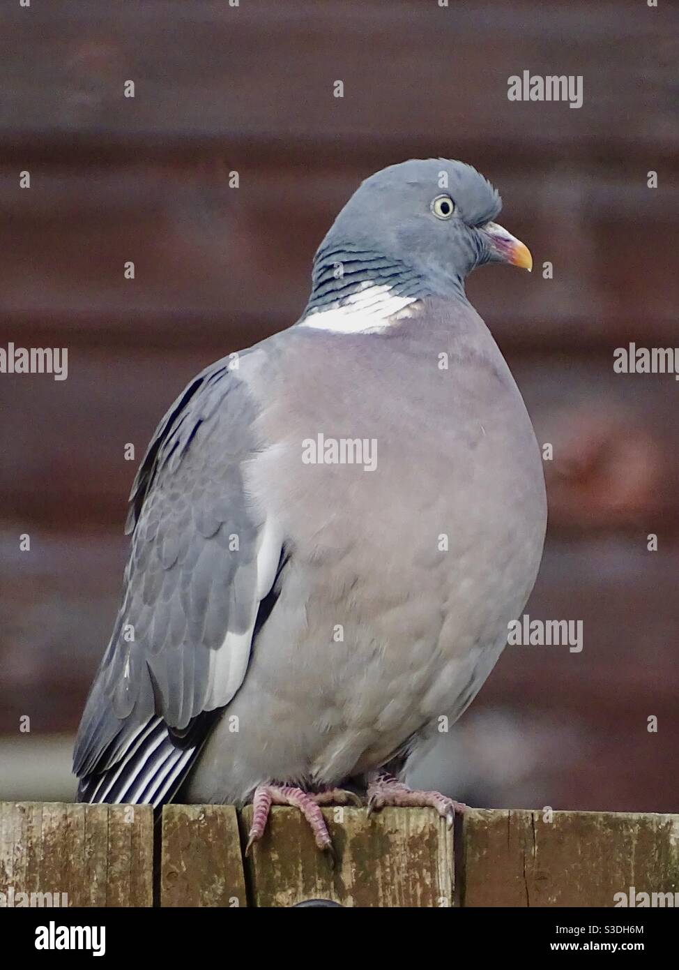 Pigeon uccello appollaiato su una recinzione Foto Stock