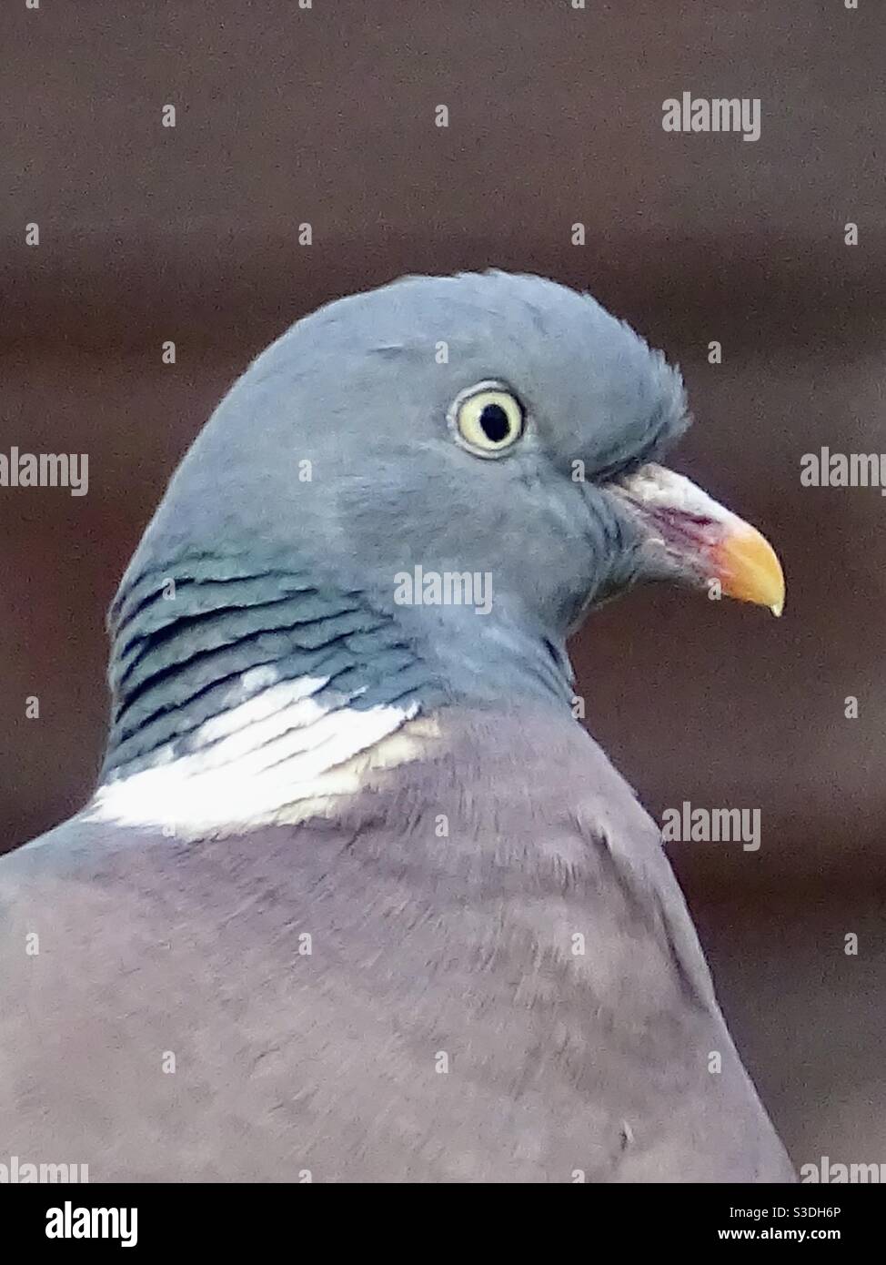 Primo piano della testa di un uccello piccione Foto Stock