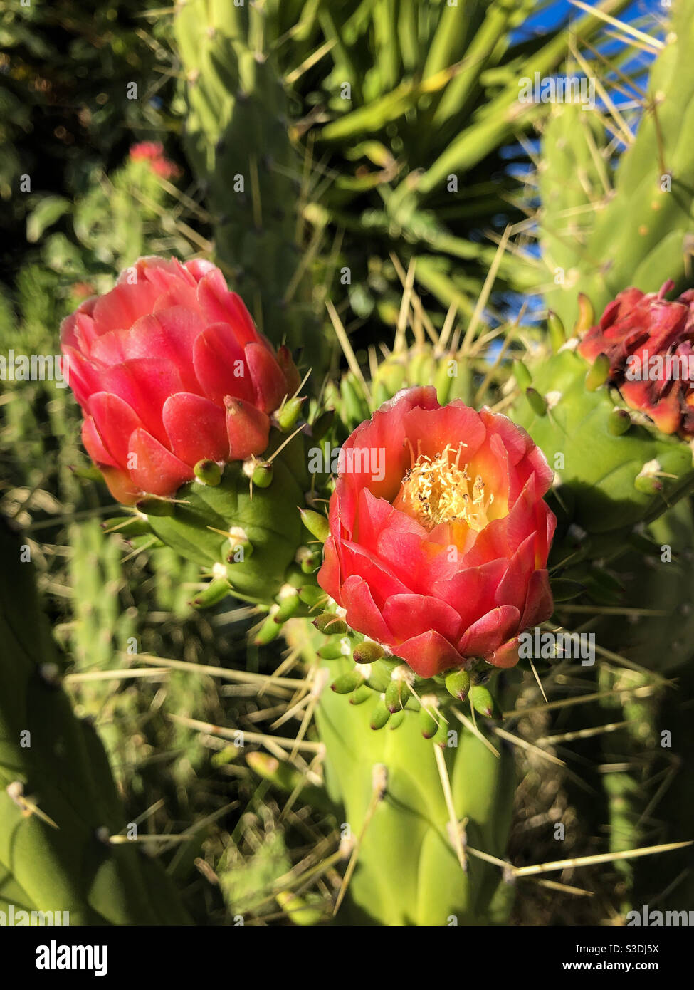 Cactus con lunghe punte e fiori rossi in caldo sole estivo. Foto Stock