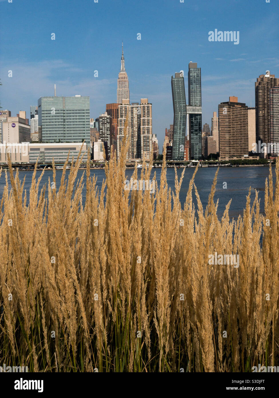 Cespugli d'erba sul lungomare di Hunter's Point South e vista Del fiume Est e del centro di Manhattan Foto Stock
