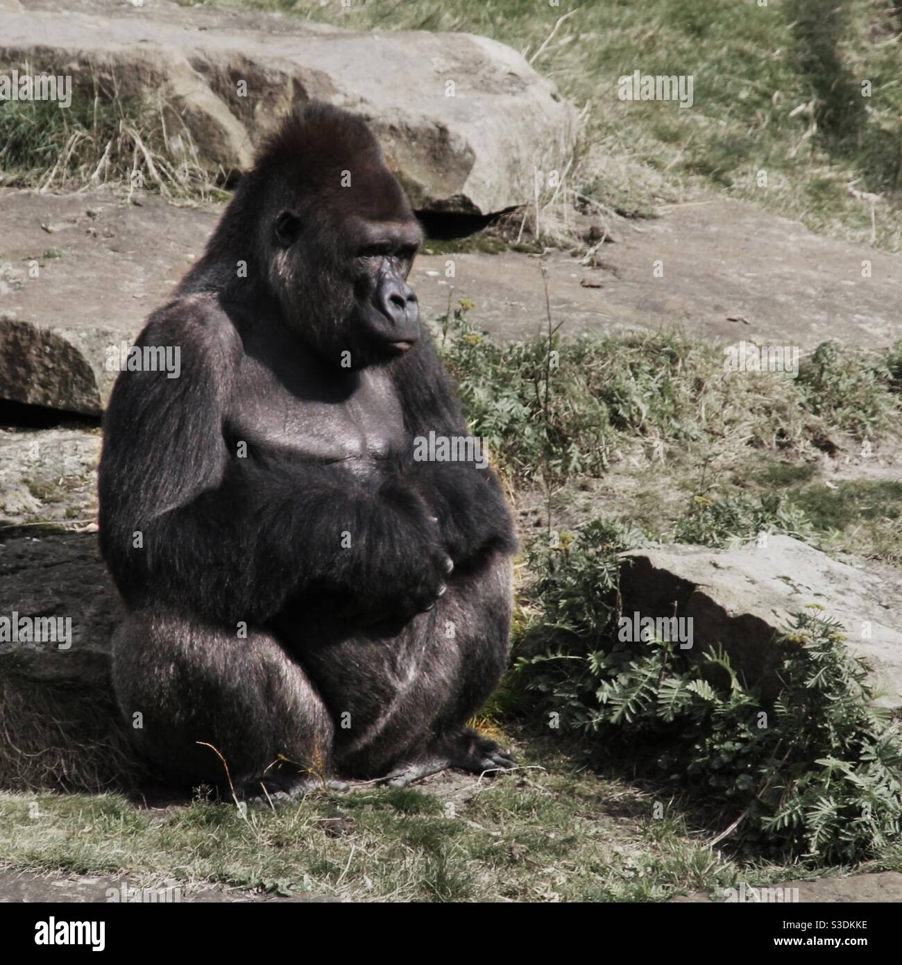 Un gorilla seduto a terra Foto Stock