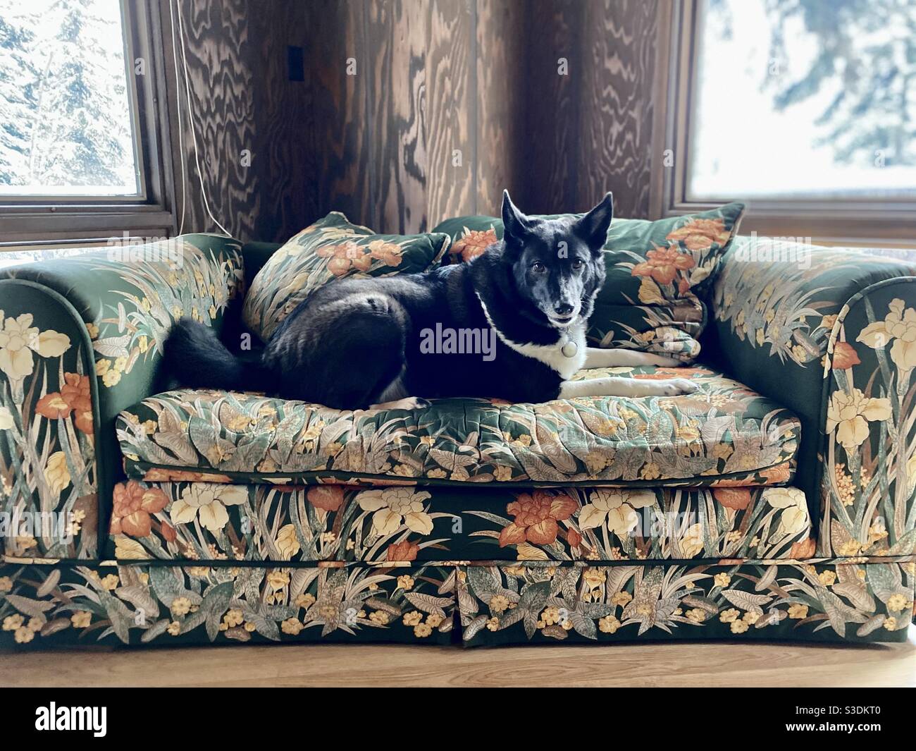 Karelian Bear Dog su divano floreale Foto Stock