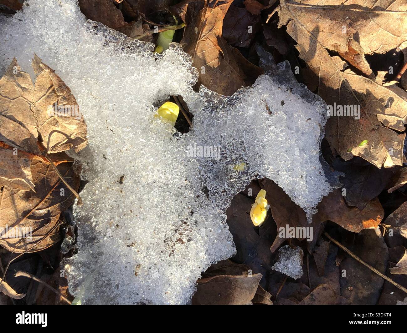 Il fiore piccolo che germogliano in su attraverso la neve e le foglie morte. Foto Stock