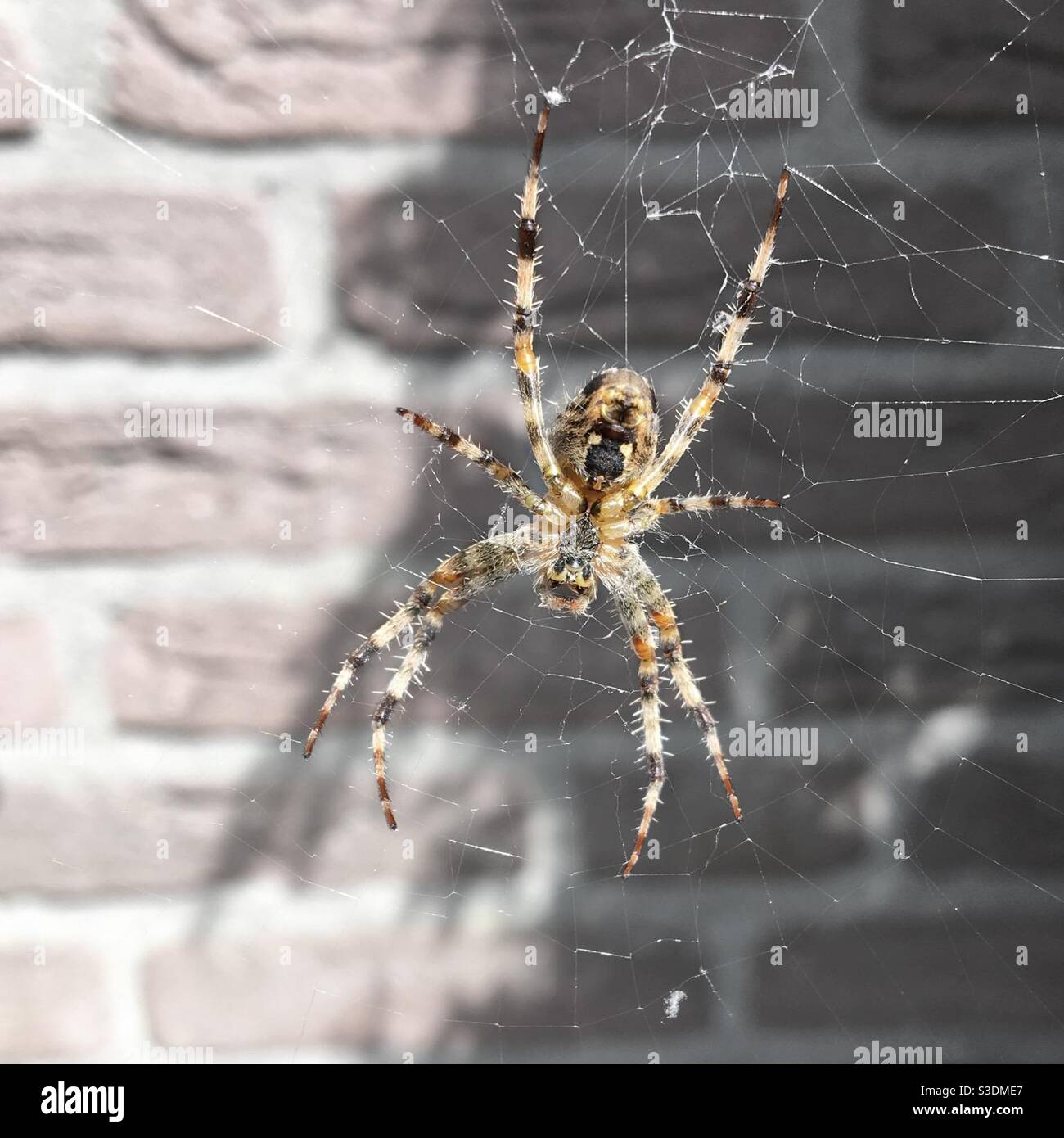 Ragno da giardino con un muro di mattoni sullo sfondo. Il ragno è nel suo web. Foto Stock