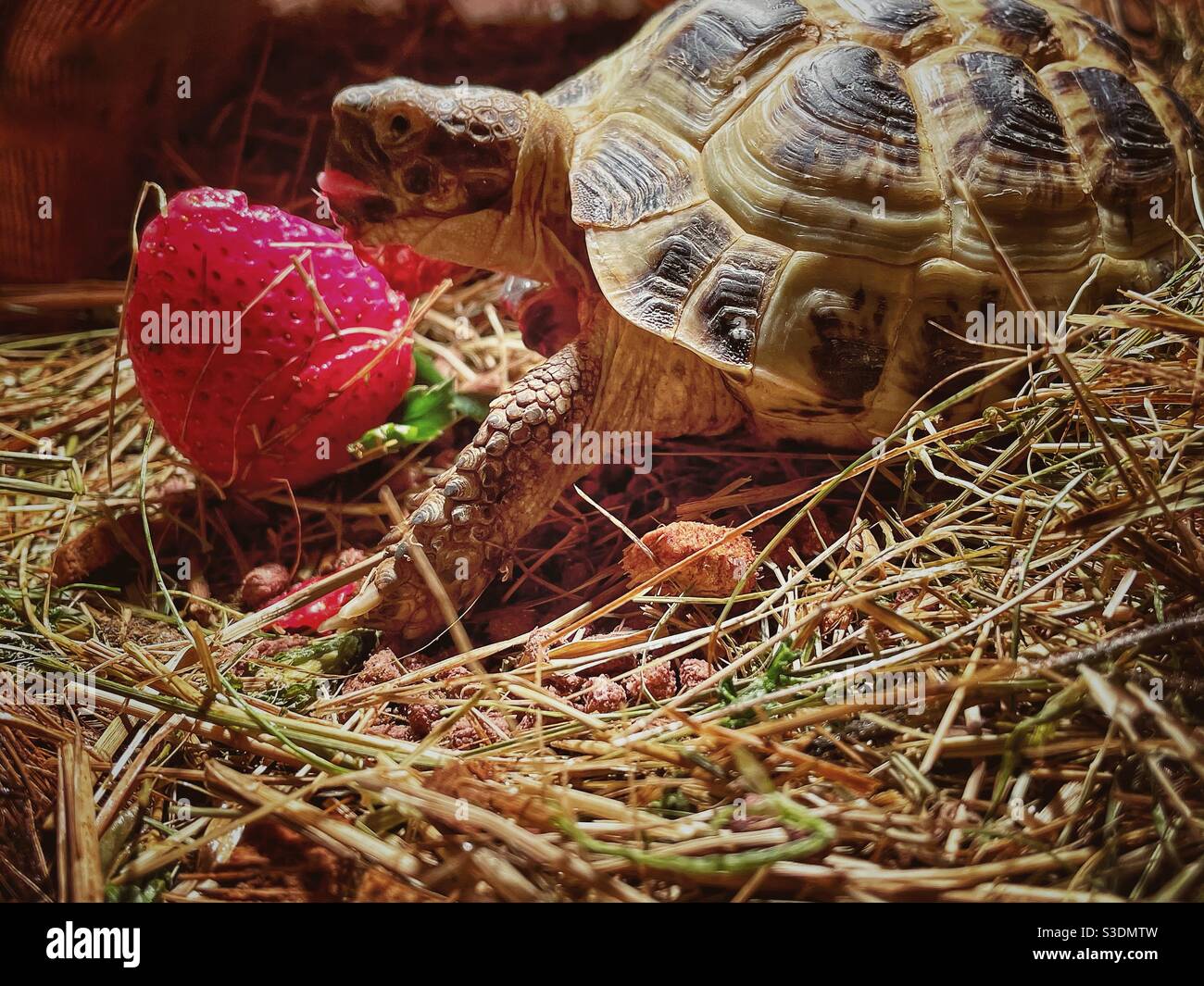 Tartaruga mangiare una fragola Foto Stock