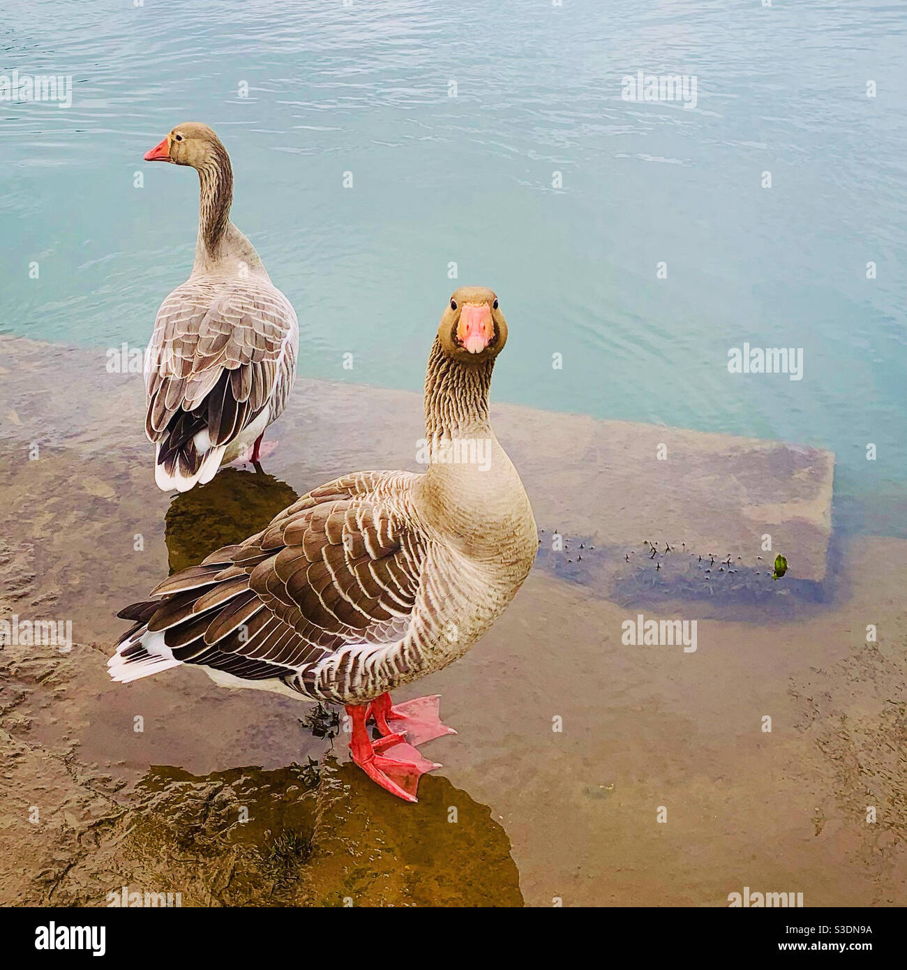 Un paio di oche Foto Stock