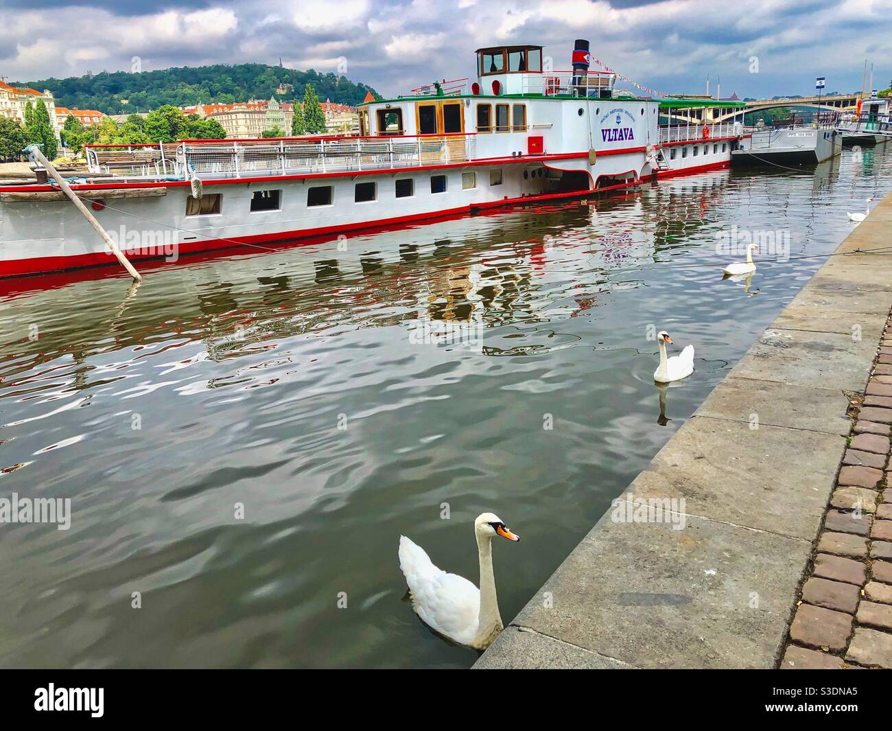Cigni bianchi che nuotano di fronte alla grande barca sul fiume Moldava a Praga, Repubblica Ceca. - Immagine stock catturata con smartphone