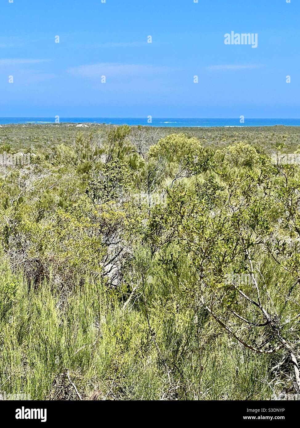 Macchia lungo la costa Midwest dell'Australia Occidentale Foto Stock