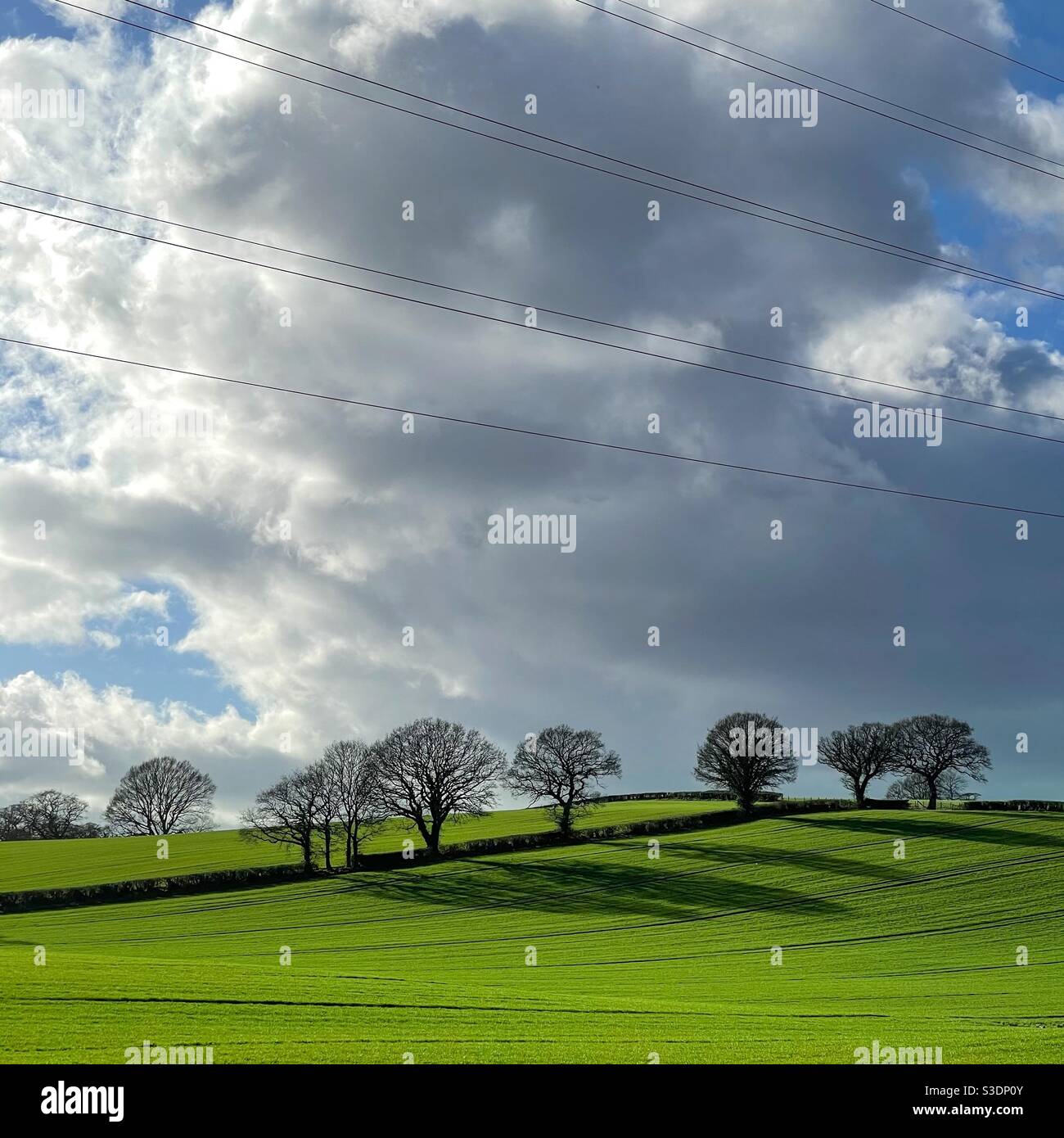 Alberi che gettano ombre - Immagine stock catturata con smartphone