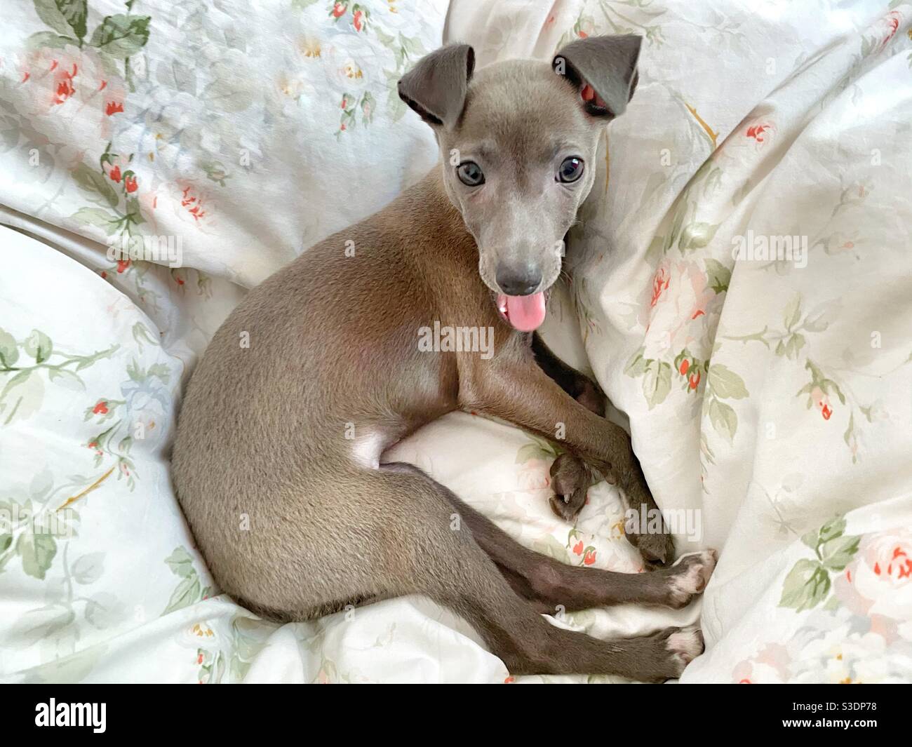 Cucciolo levriero italiano a letto Foto Stock