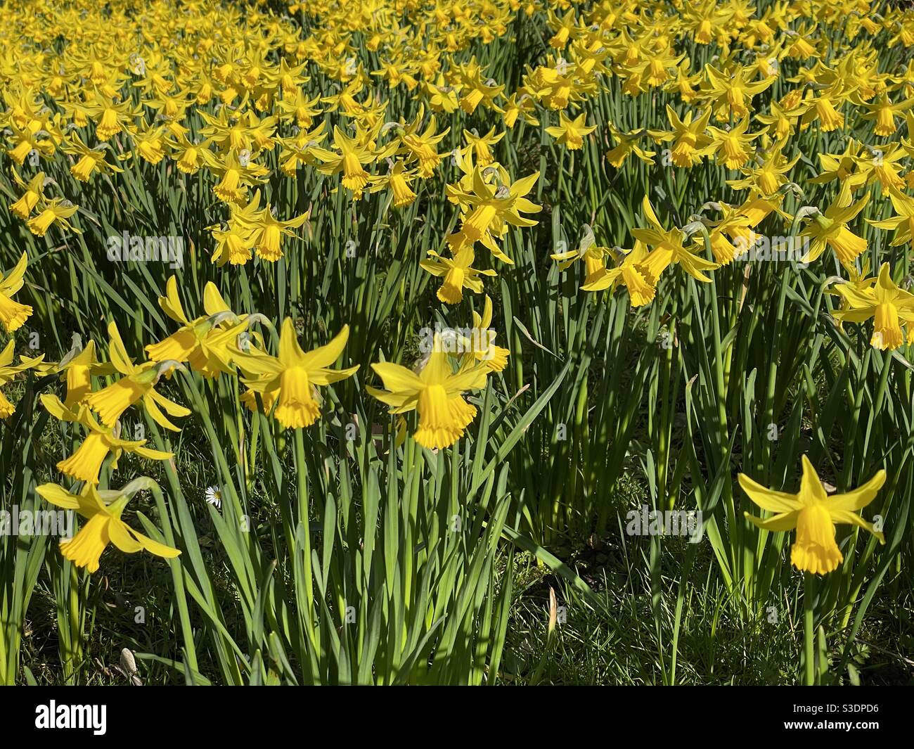 Una serie di narcisi dorate, Galles, febbraio. Foto Stock