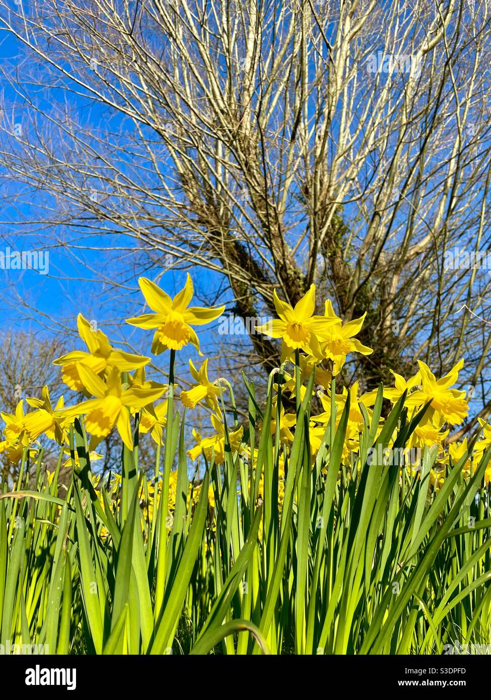 Narcisi gallesi gialli all'inizio della primavera. - Immagine stock catturata con smartphone