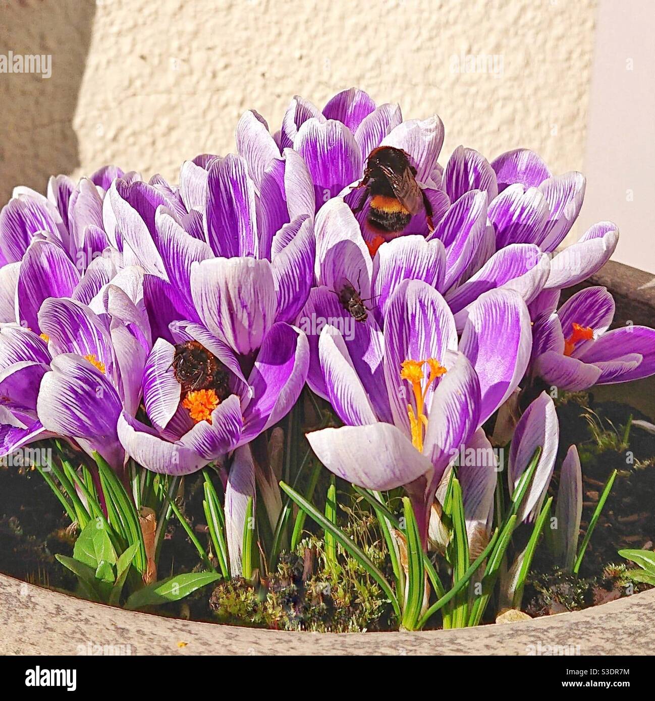Una fotografia di bumblebee che raccoglie polline da bellissimi croci viola in un vaso di fiori. - Immagine stock catturata con smartphone