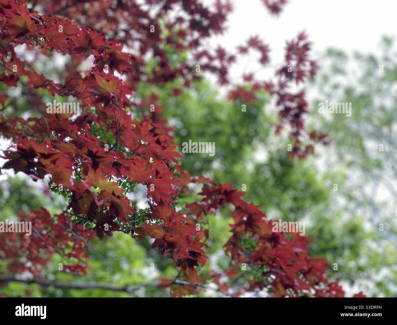 E tutto in una volta, l'estate crollò in autunno... Oscar Wilde Foto Stock