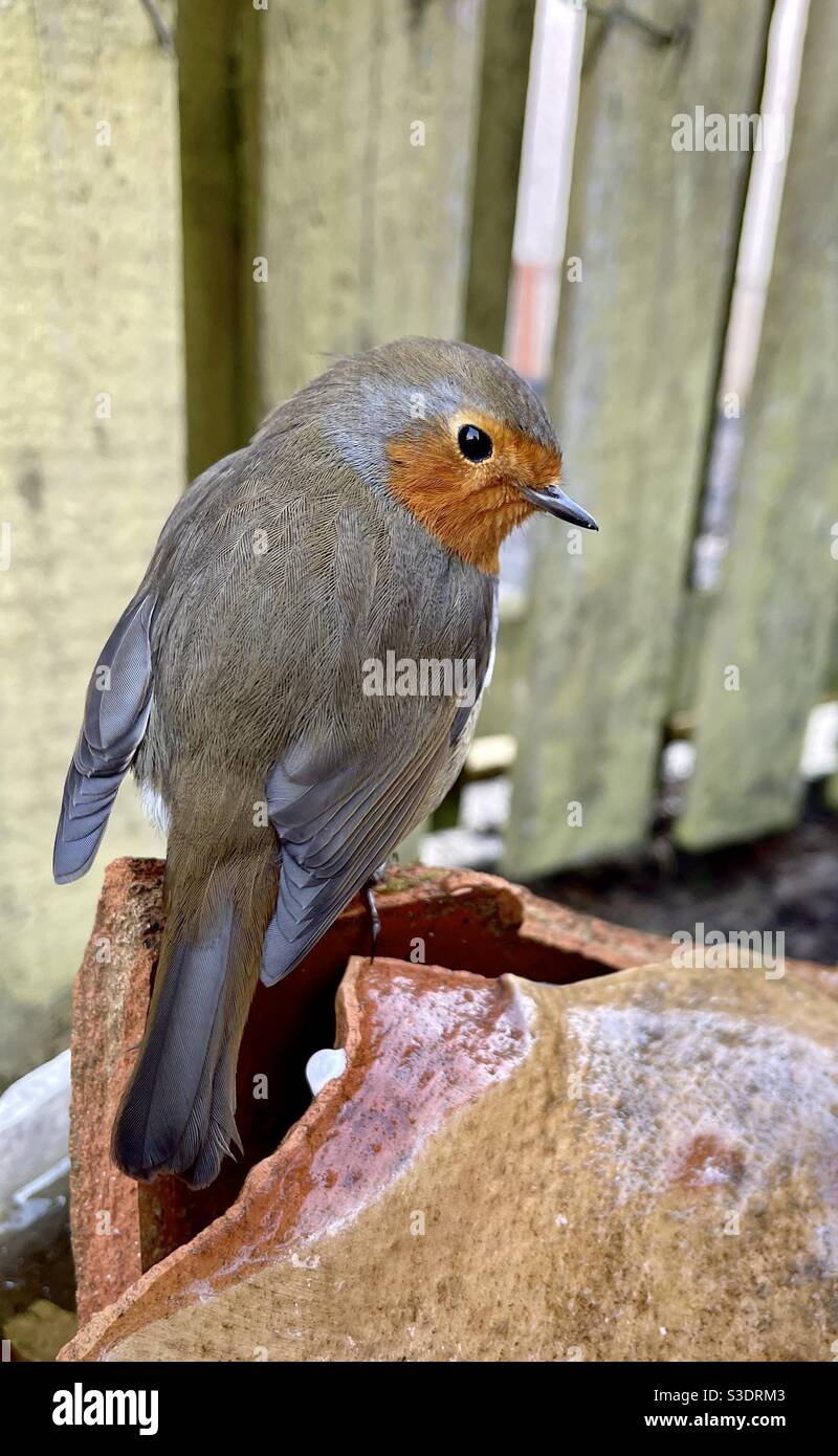 Femmina rapina uccello appollaiato su cotto rotto pentola in giardino in Scozia. - Immagine stock catturata con smartphone