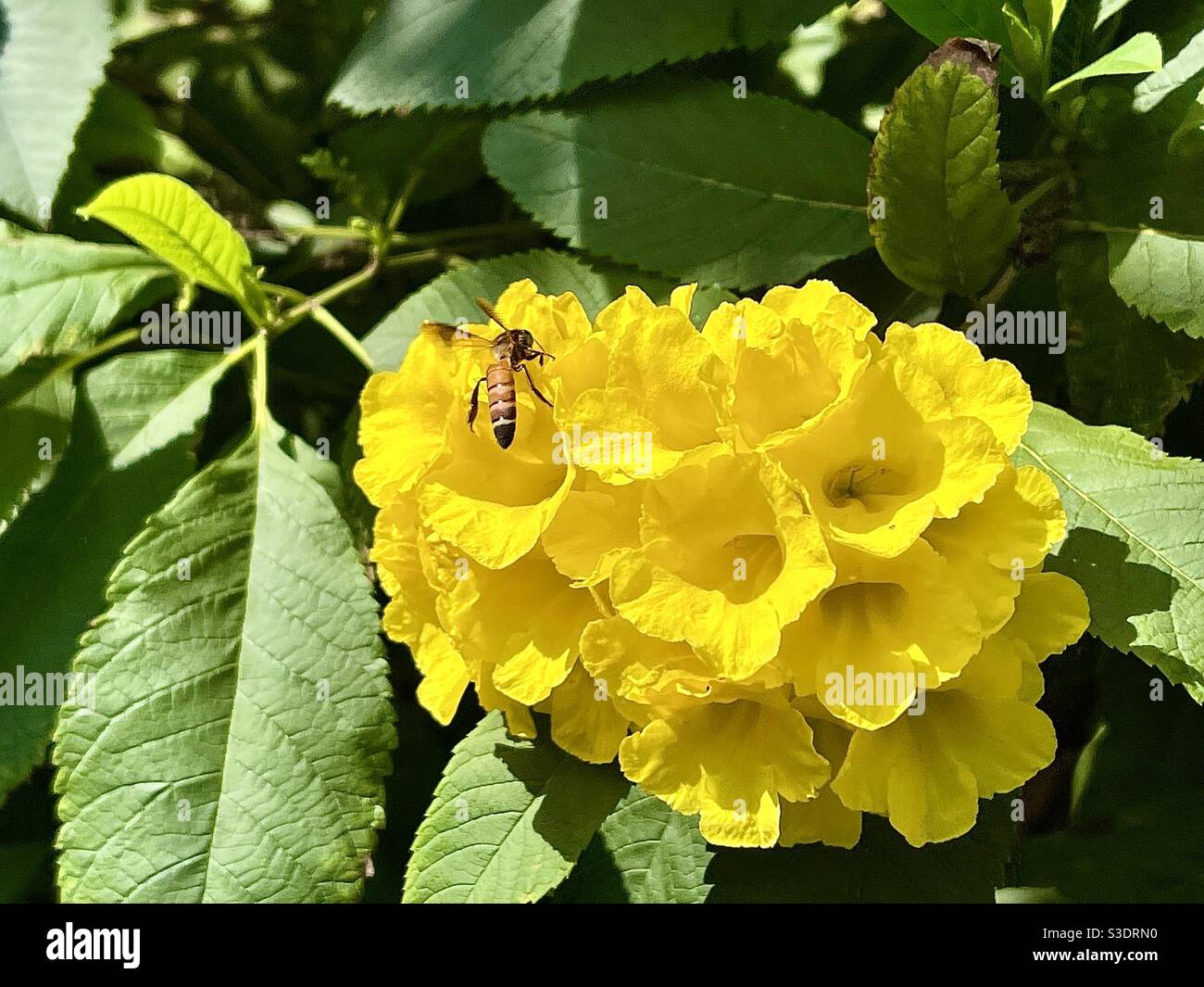 Un'ape di miele sul fiore di tecoma Foto Stock